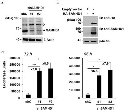 Degradation of SAMHD1 Restriction Factor Through Cullin-Ring E3 Ligase Complexes During Human Cytomegalovirus Infection